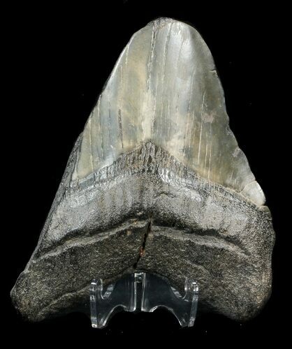 Partial, Megalodon Tooth #44828